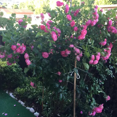 Gaestehaus Monika Pensión